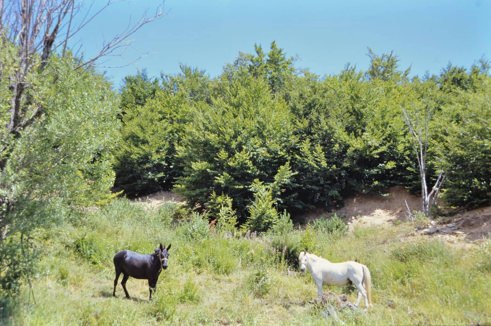 Monte Pelio